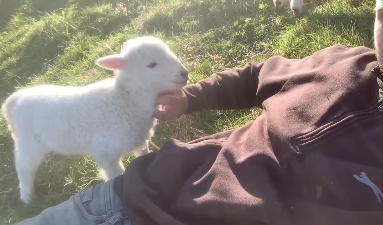 Naughty little lamb