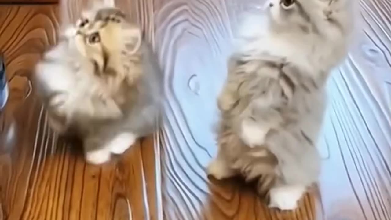 😍Hobby cats 😻Watch this video If it's not fun, say