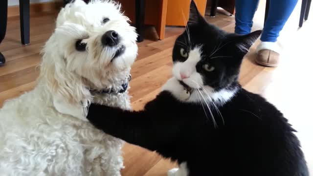 Funny cat & dog play fight turns into a cuddle! Very touching