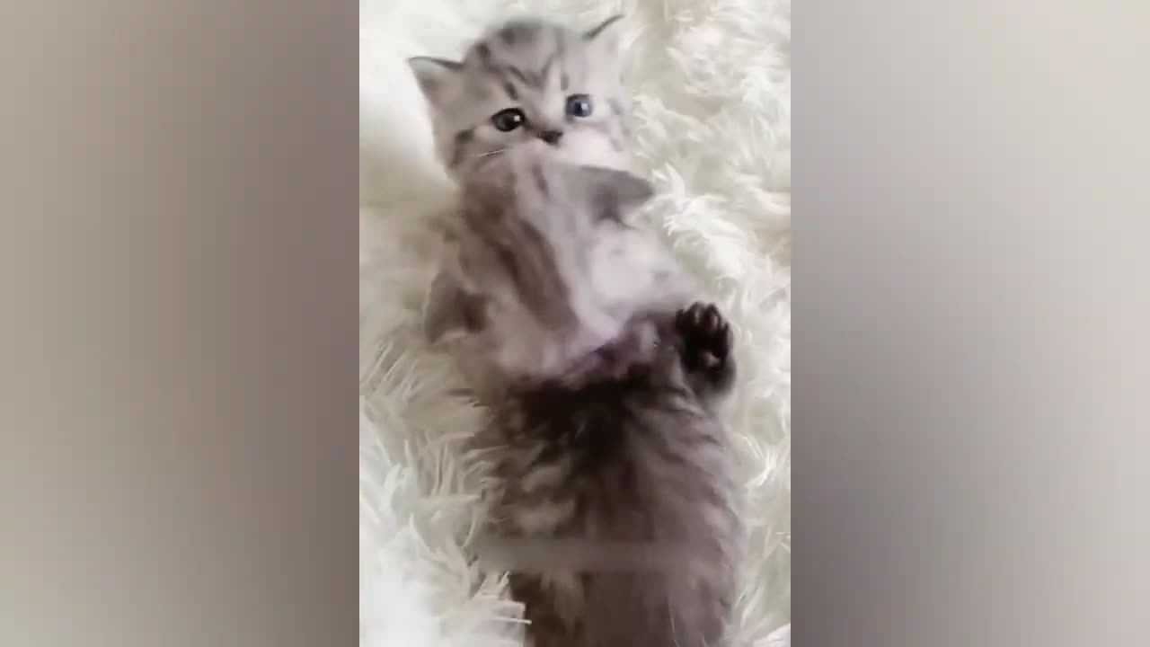 Funny Cats