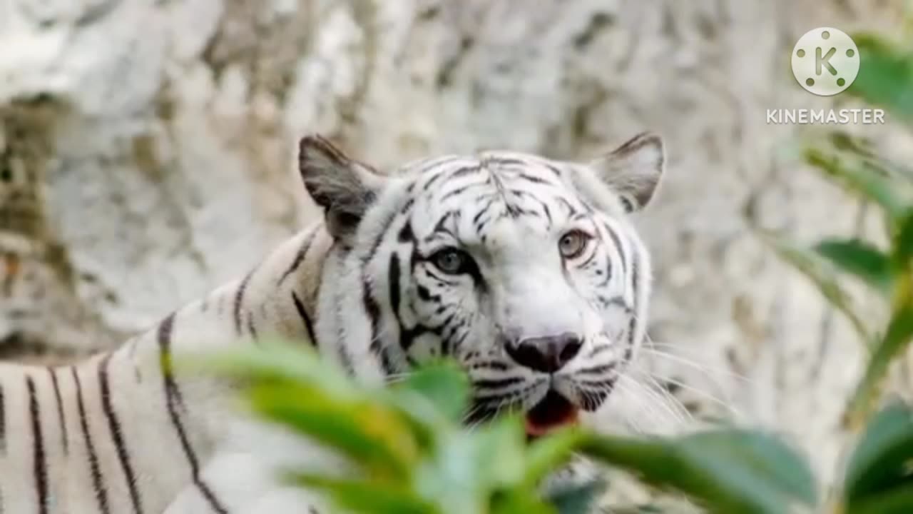 White tiger