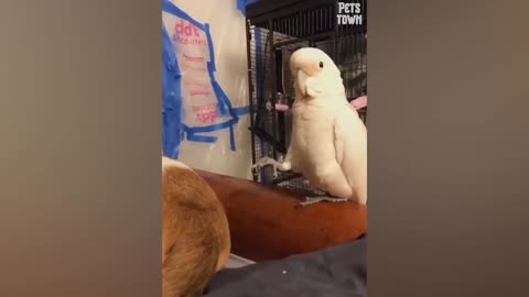 funny animal phần 1