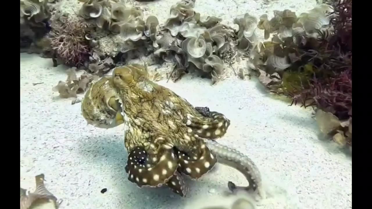 all the grace of an octopus