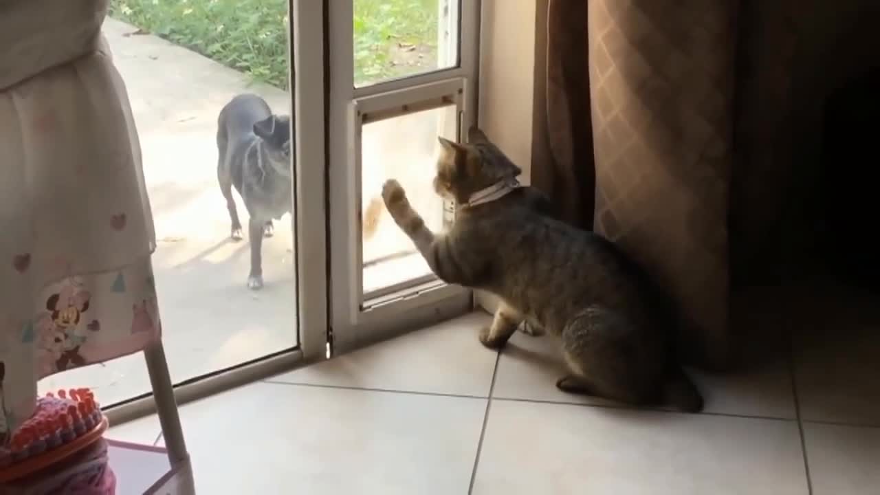 cat guard