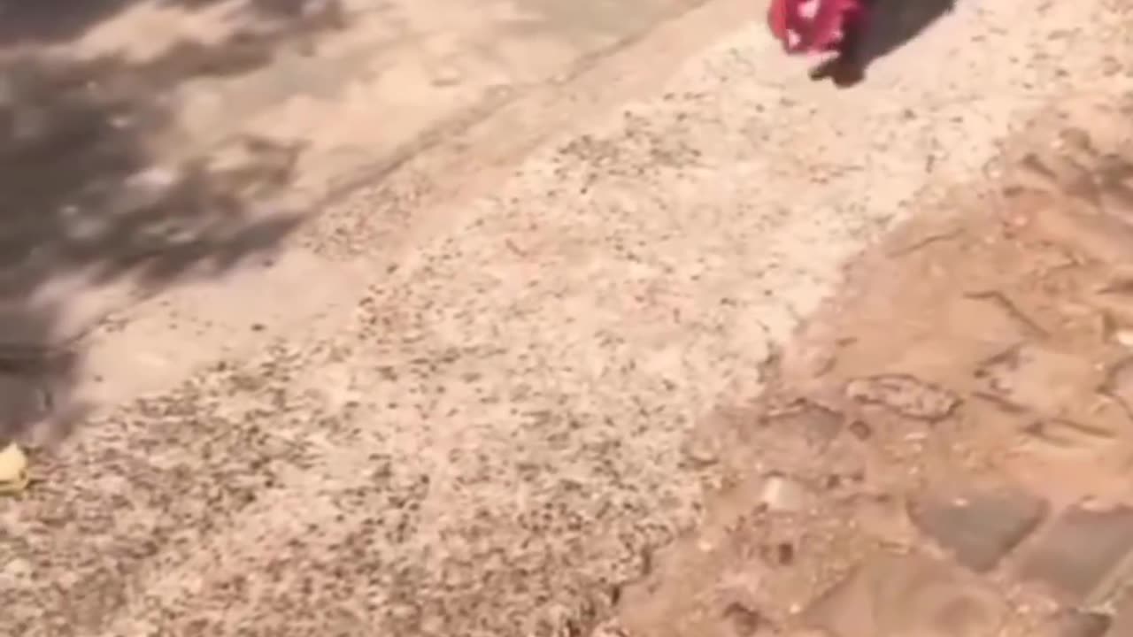 Funny animal video