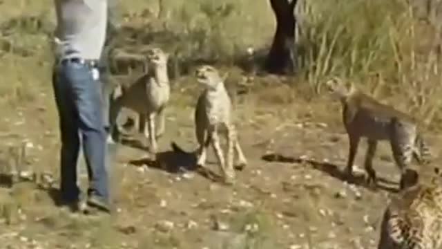 feeding a cheetah by man #shorts #cheetahvsman