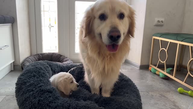 Golden Retriever Reacts to Golden Retriever Puppy Occupying His Bed