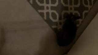 My Rabbit Jack, “Playing Tag?” Sorry for Shaky Camera
