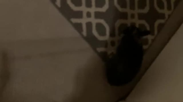 My Rabbit Jack, “Playing Tag?” Sorry for Shaky Camera