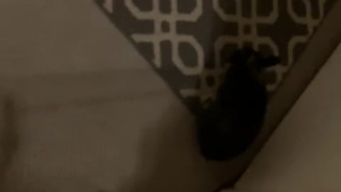 My Rabbit Jack, “Playing Tag?” Sorry for Shaky Camera