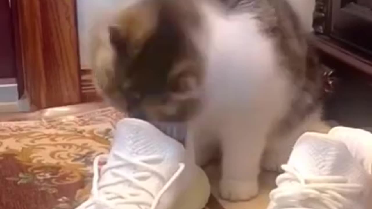 Kitten Fun With Shoes.