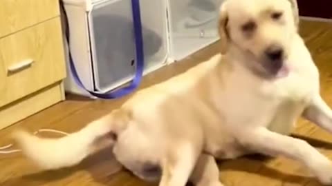 Funny animals | Funny cats and dogs | Funny animals videos