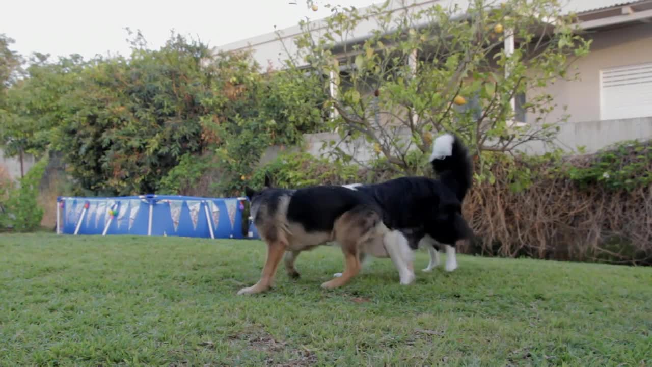 The reaction of dogs and cats to the smell of roasted meat