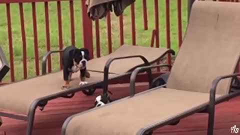 Try not to laugh animal compilation