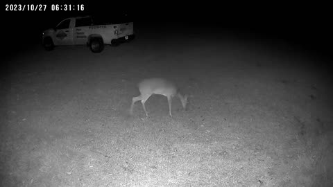 Doe In My Older Sister Front Field