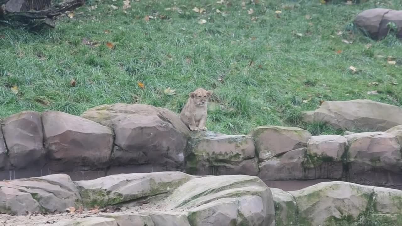 First meeting of lion cub Nestor with his father Victor @ Zoo Antwerpen