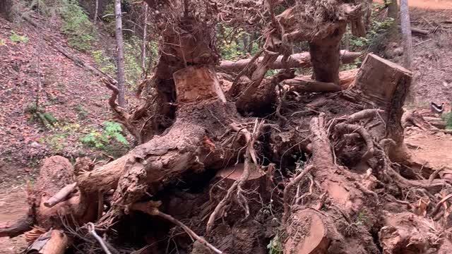 Stump Art