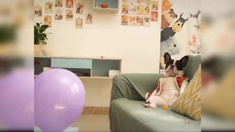 Funny dog video