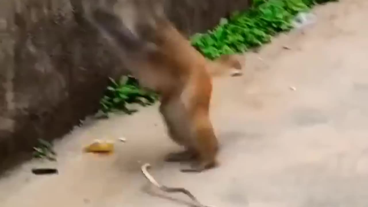 Moncky and snack