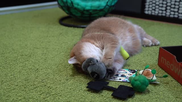 January Meowbox!