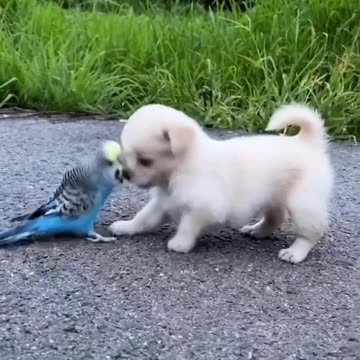 dog and parot