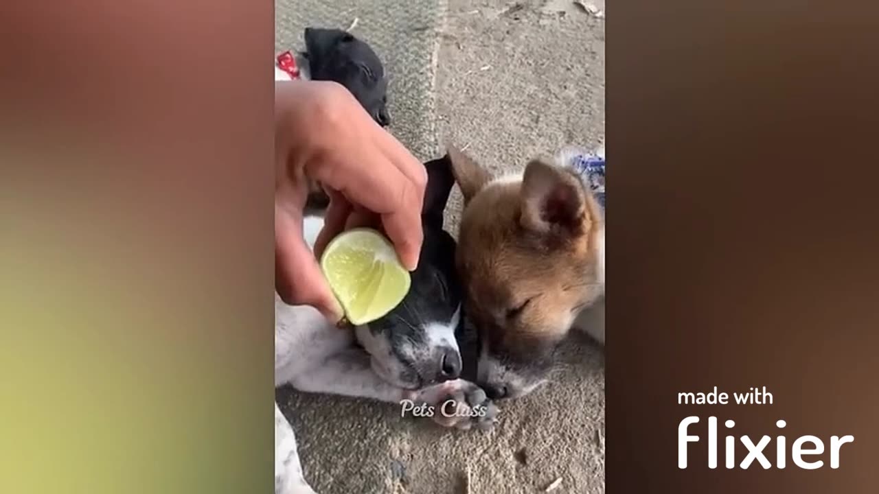 Funny Animals
