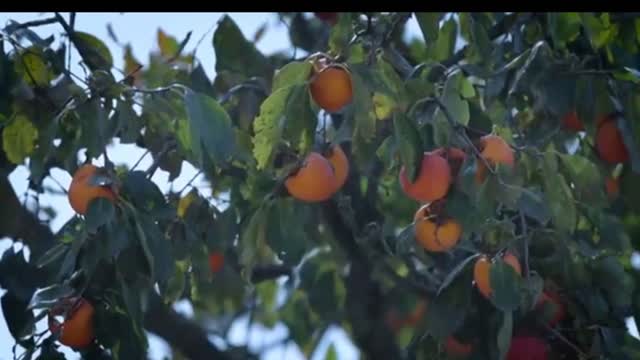 May the red, red persimmons bring you a happy, prosperous new year!❤️