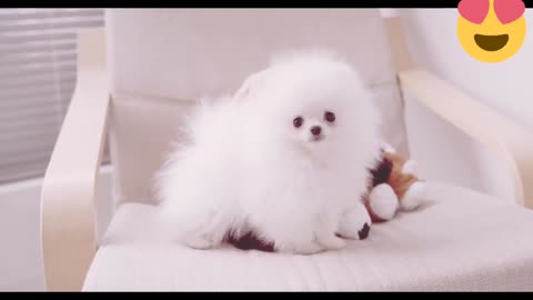 dogs | dogs playing | dog videos| dogs and kids|