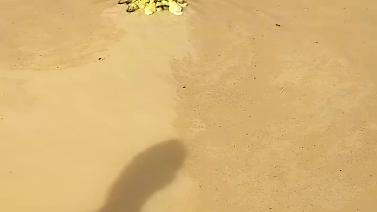 Ducklings Swim For The First Time || ViralHog