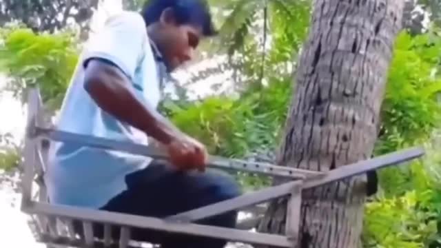 How to climb the coconut tree fastly