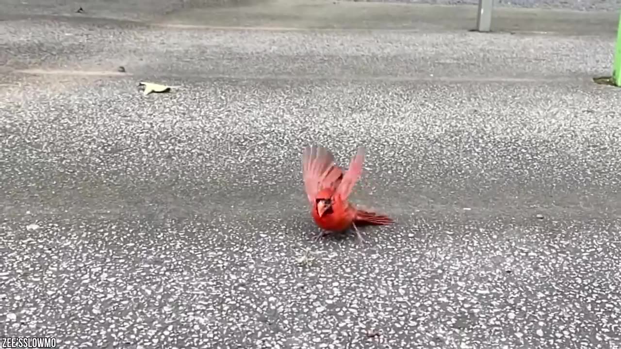 Animal battle