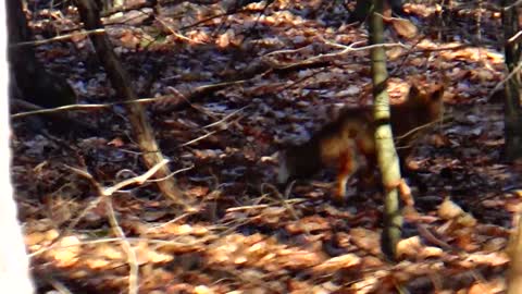 Red Fox