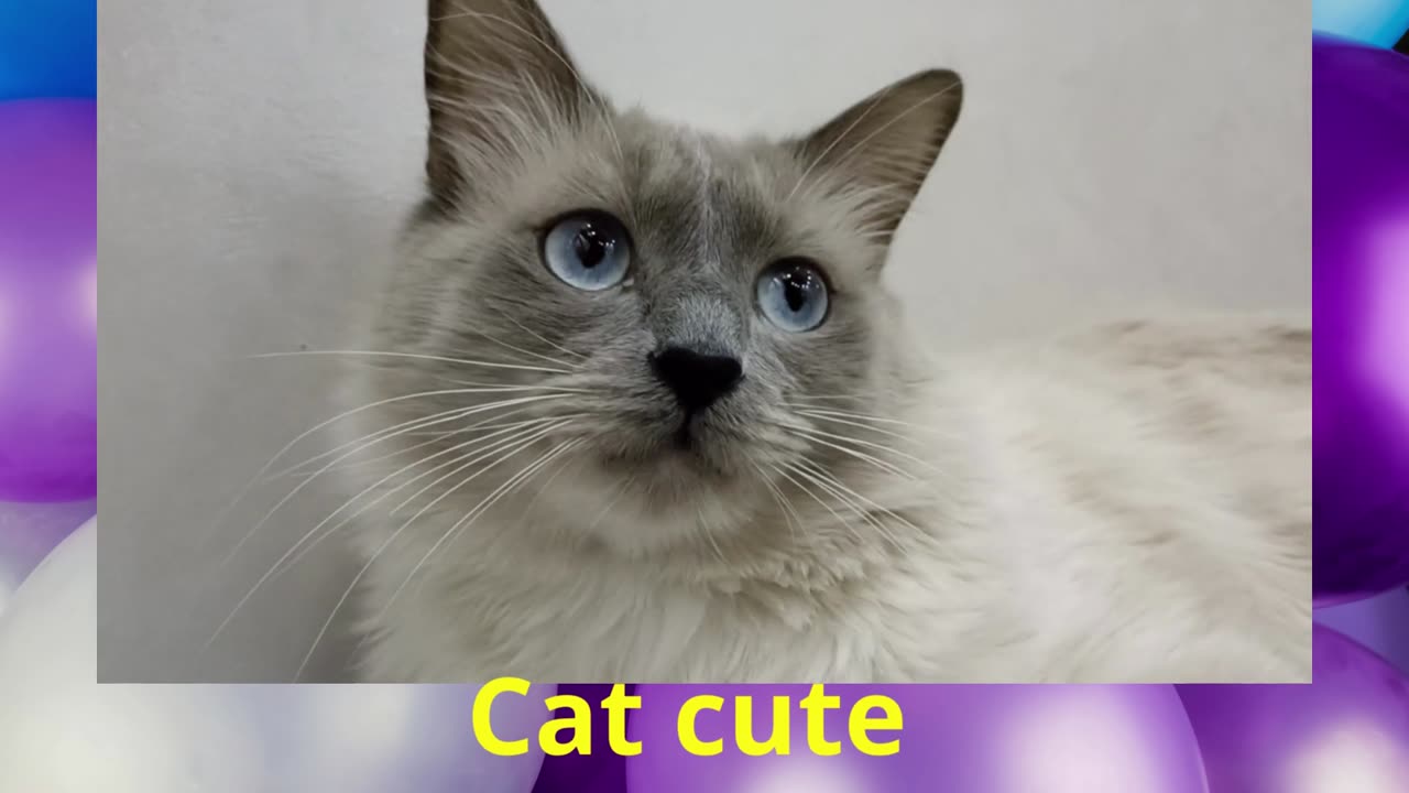 Cat cute