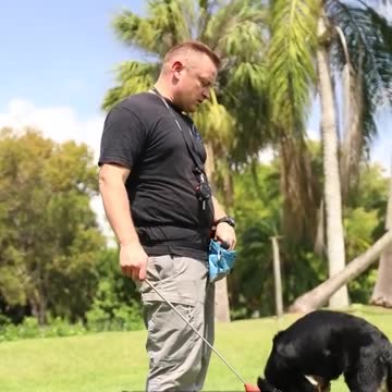 Teaching a Land Dolphin to Jump