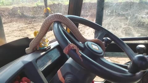 how to get nest aware Biggest Snake While Excavator Digging The jcb machine in Uk