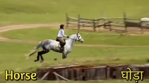 Horse 🐎 power in racling