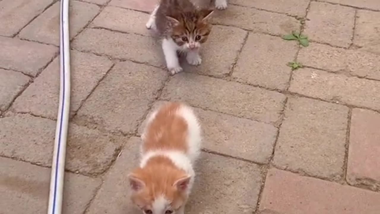 Cat mom brings up 4 kids