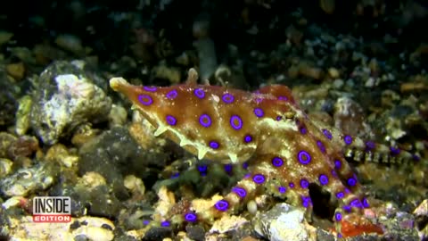 Women Unwittingly Take Photos Holding Deadly Octopus