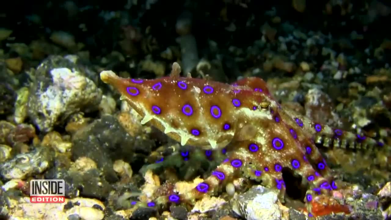 Women Unwittingly Take Photos Holding Deadly Octopus