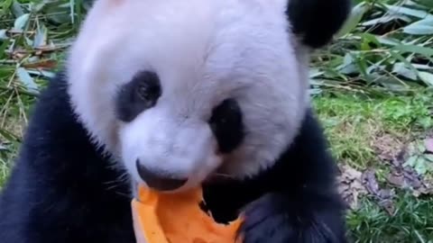 Pet animals funny video