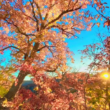 SUN’S HEAT MAKING LEAVES FALL