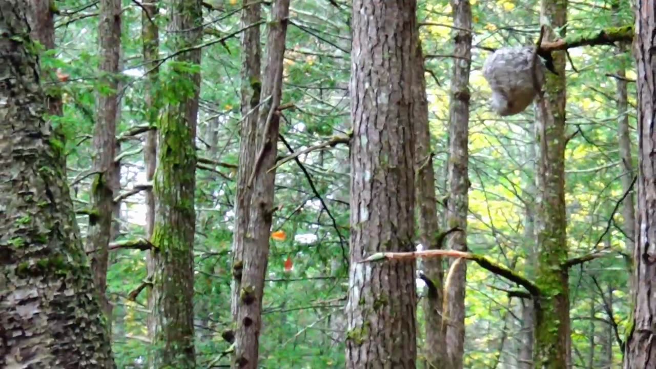 Wasp Nest