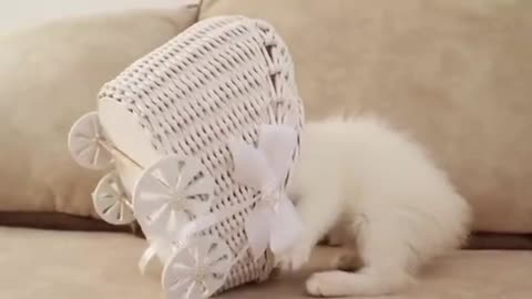 Funny White kitten