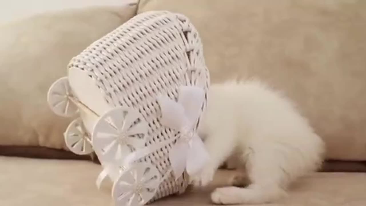 Funny White kitten