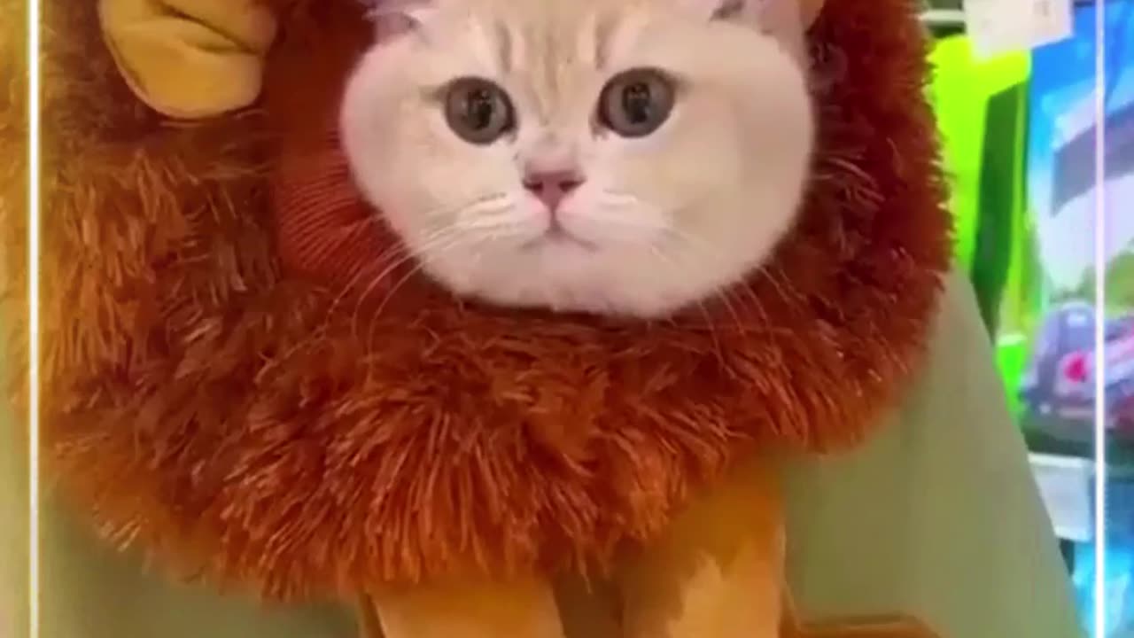 cat video cat on a mood cat funny cat video