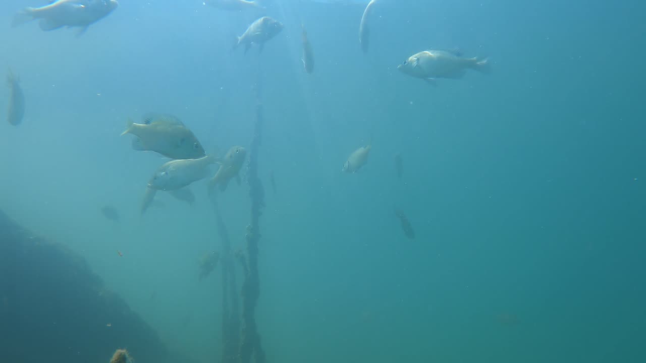 Blue gill feeding frenzy