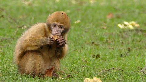 Little monkey eating in the forest🐵