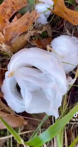Frost flower - Creation's magical ice plants