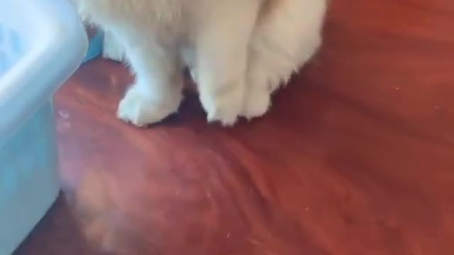 Funny Cats and Dogs Compilation