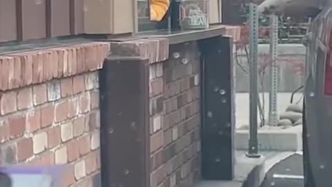 Super Funny Dog Videos